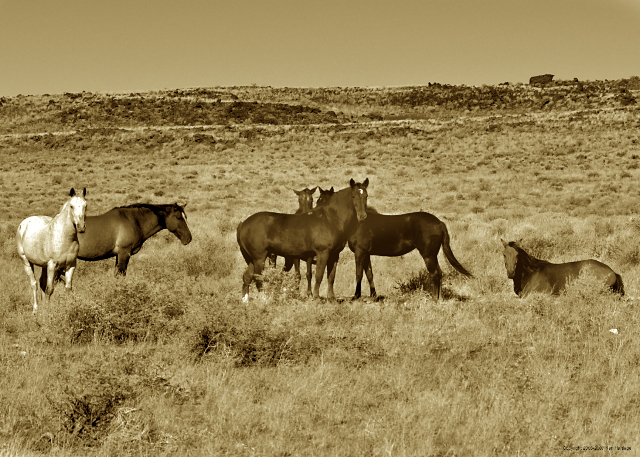 navajo horses